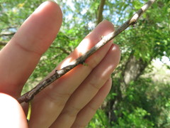 Vachellia choriophylla