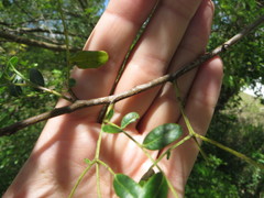 Vachellia choriophylla