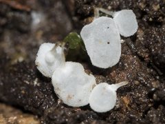 Physalacria australiensis