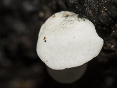 Physalacria australiensis