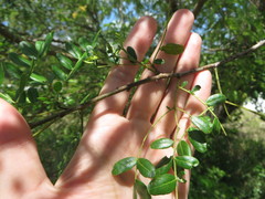 Vachellia choriophylla