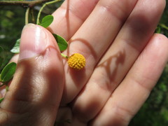 Vachellia choriophylla