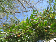 Vachellia choriophylla