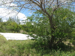Vachellia choriophylla