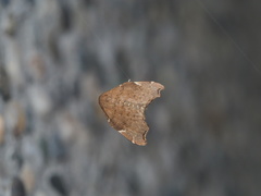 Goniocraspedon variegata