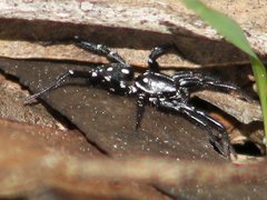 Nyssus albopunctatus