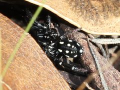 Nyssus albopunctatus