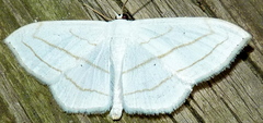 Scopula ordinata