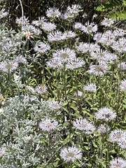 Monardella villosa ssp. villosa