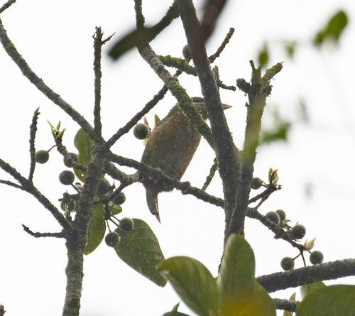 Red-vented Barbet (Psilopogon lagrandieri), photo 8