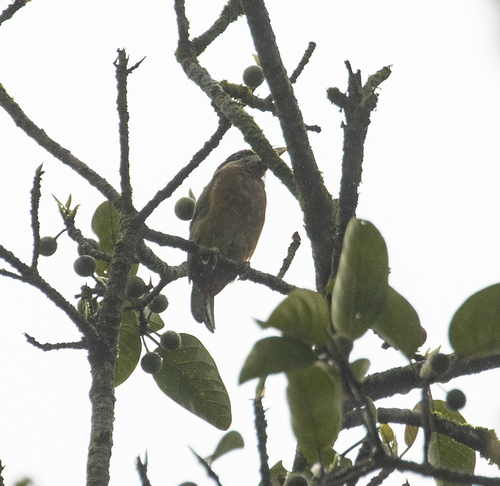 Red-vented Barbet (Psilopogon lagrandieri), photo 2