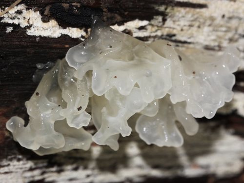 snow fungus
