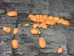 Trichoderma victoriense