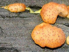 Trichoderma victoriense