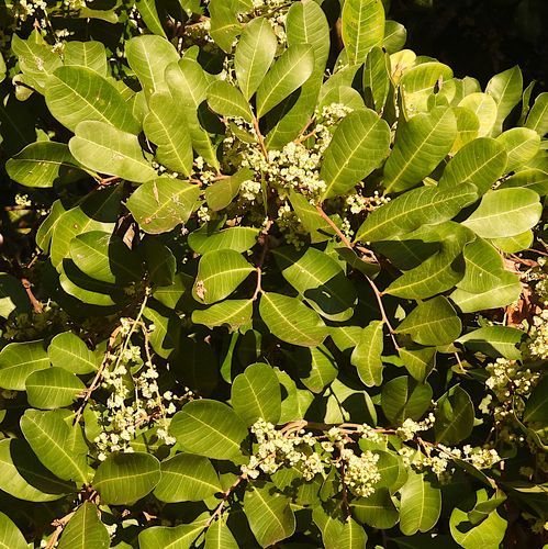Cupaniopsis anacardioides