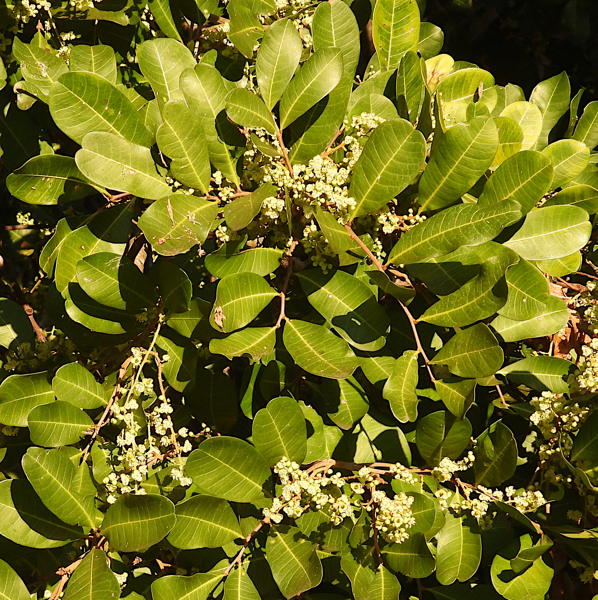 Cupaniopsis anacardioides