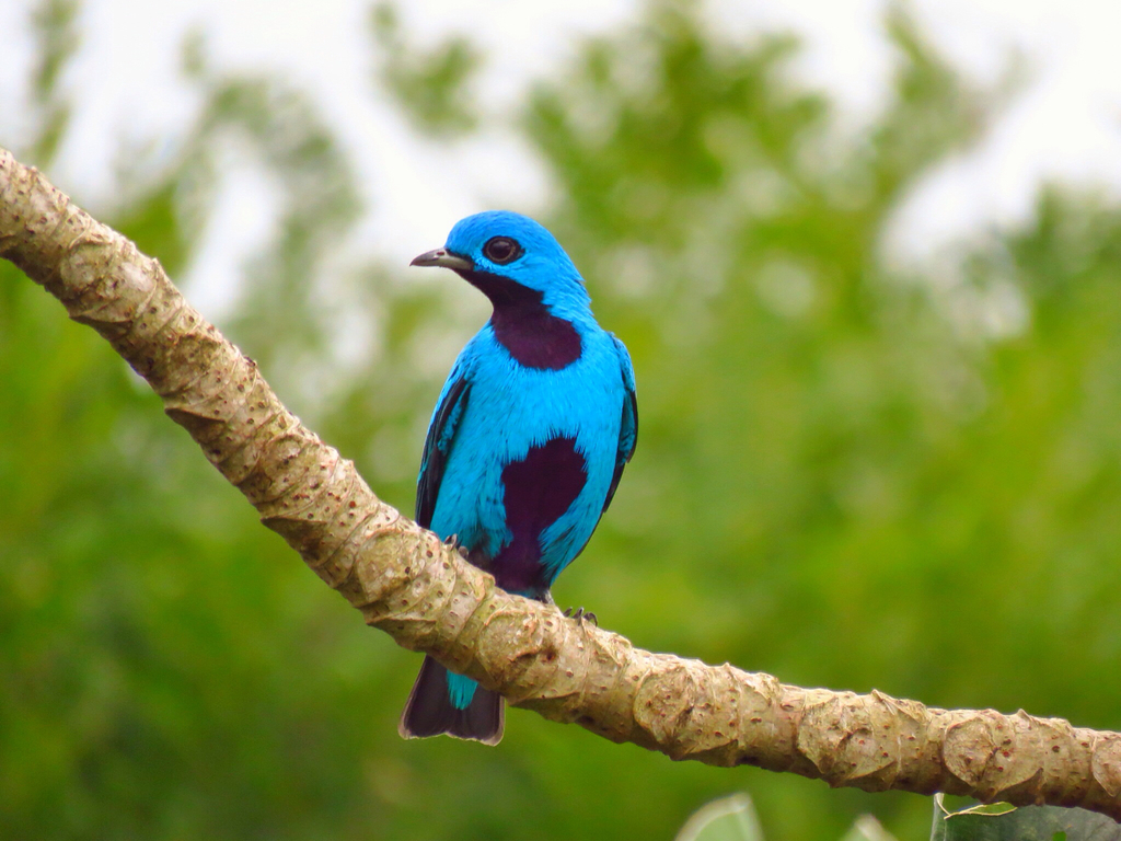 Blue Cotinga photo