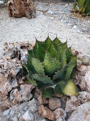 Agave cupreata
