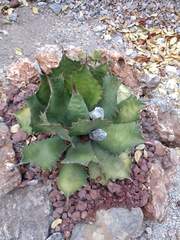 Agave cupreata