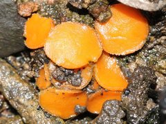 Anthracobia muelleri