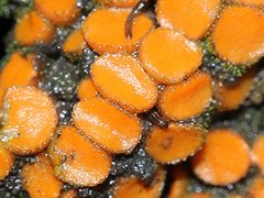 Anthracobia muelleri