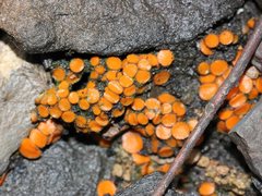 Anthracobia muelleri