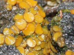 Anthracobia muelleri