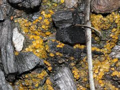 Anthracobia muelleri