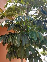 Heptapleurum actinophyllum