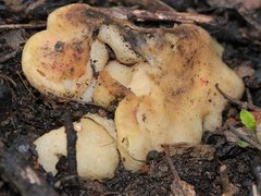 Hydnoplicata convoluta