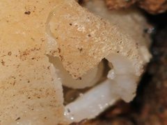 Hydnoplicata convoluta