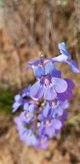 Penstemon mucronatus
