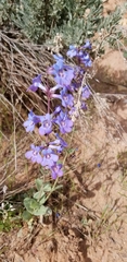 Penstemon mucronatus