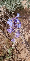 Penstemon mucronatus