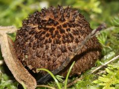 Inocybe australiensis