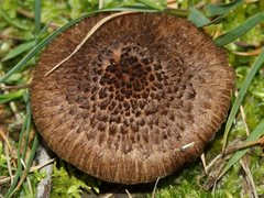 Inocybe australiensis
