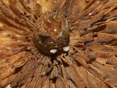 Inocybe australiensis