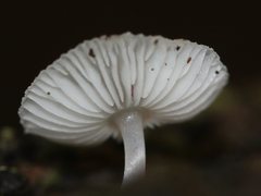 Mycena carmeliana