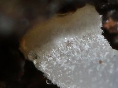 Mycena carmeliana