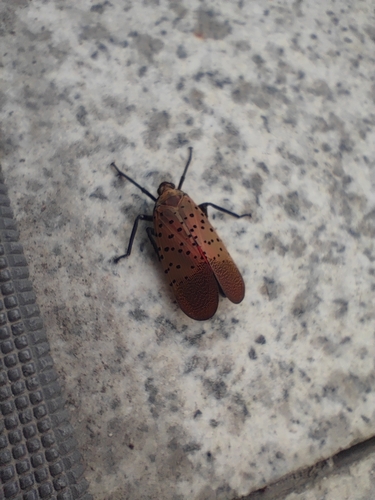 Spotted Lanternfly