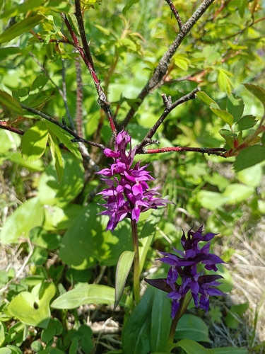 Image of Dactylorhiza aristata by (c) Александра Гришина, some rights reserved (CC BY)
