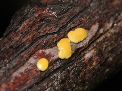 Trichoderma victoriense