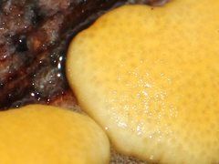 Trichoderma victoriense