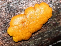 Trichoderma victoriense