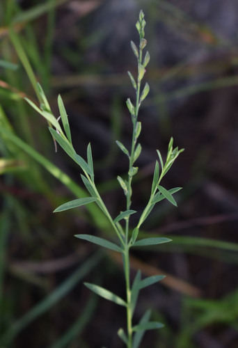 Polygala wightiana