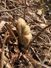 Osmunda claytoniana