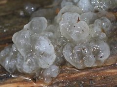 Tremella globispora