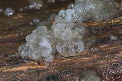 Tremella globispora