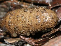 Ascobolus crenulatus