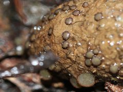 Ascobolus crenulatus